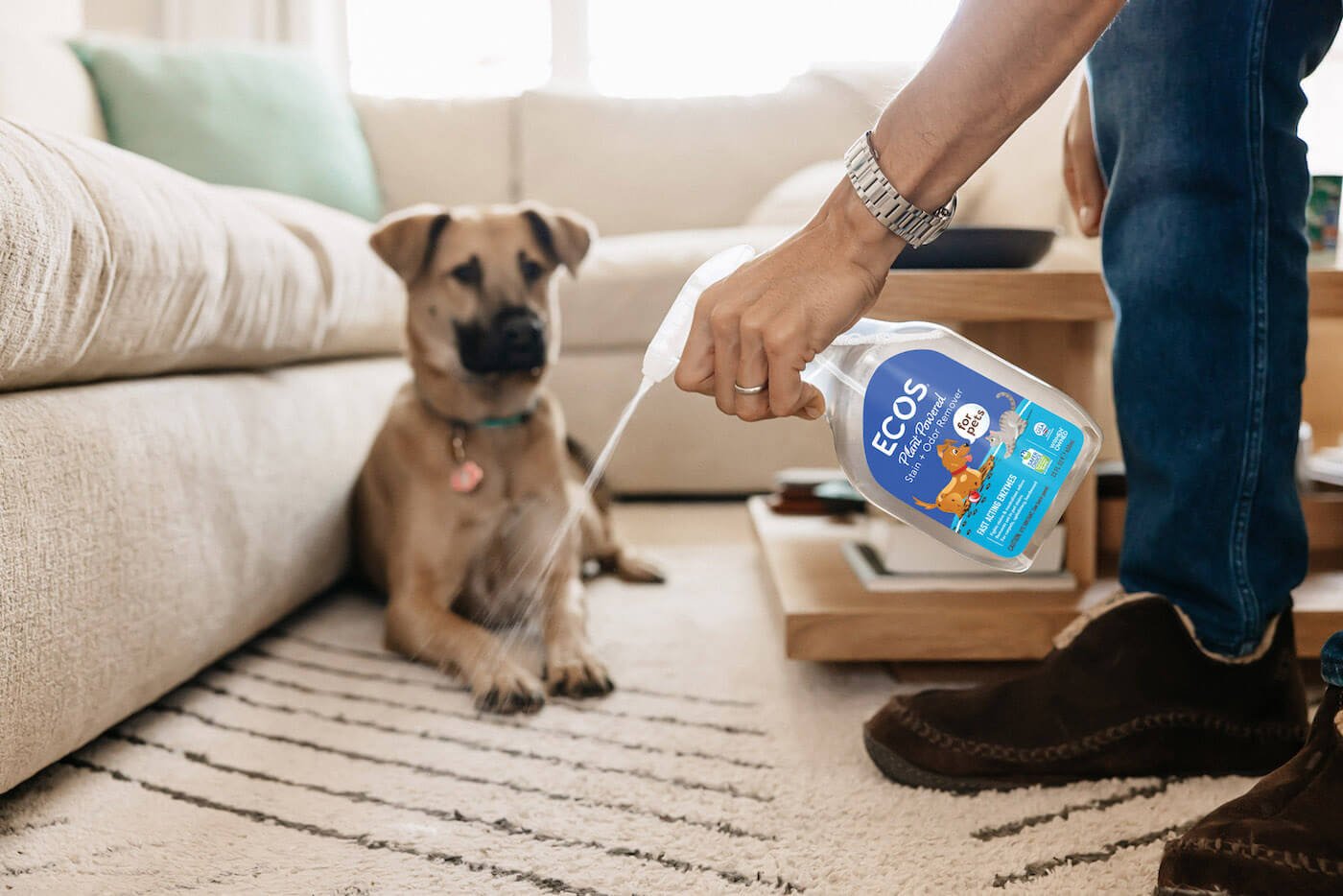 pet odor stain removal Carpet Cleaning