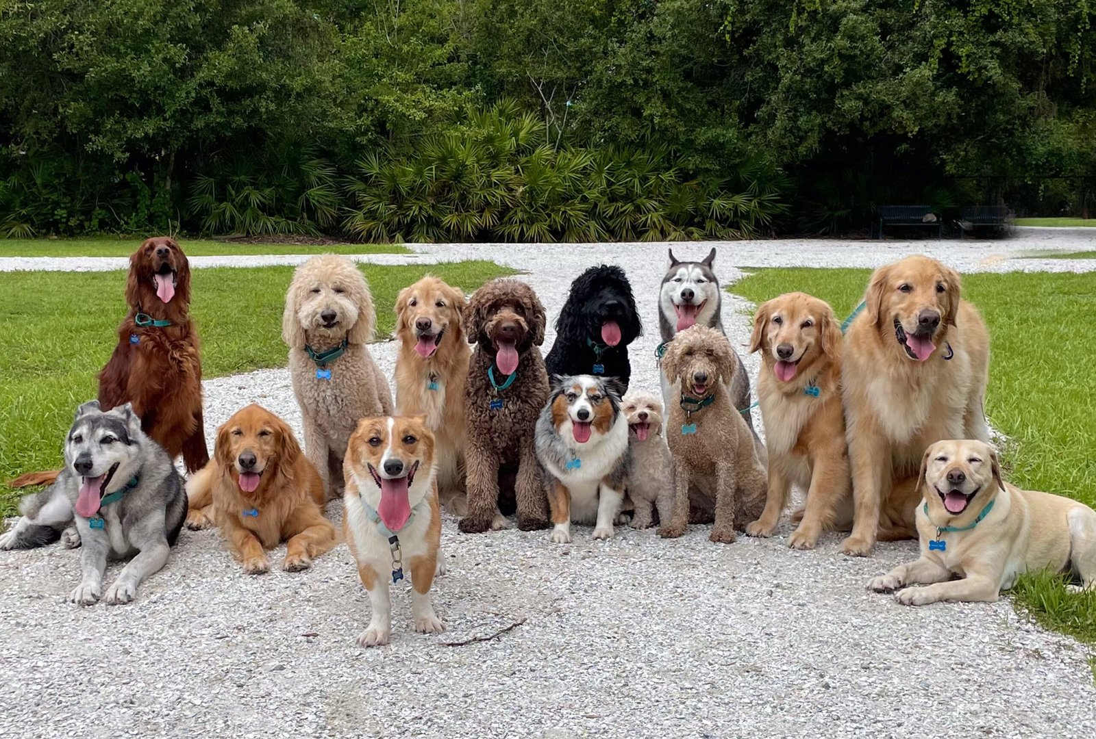 spruce pets 200 types of dogs 45a7bd12aacf458cb2e77b841c41abe7 scaled Dog Parks Near Me in DFW – Clean, Indoor & Off-Leash Spots