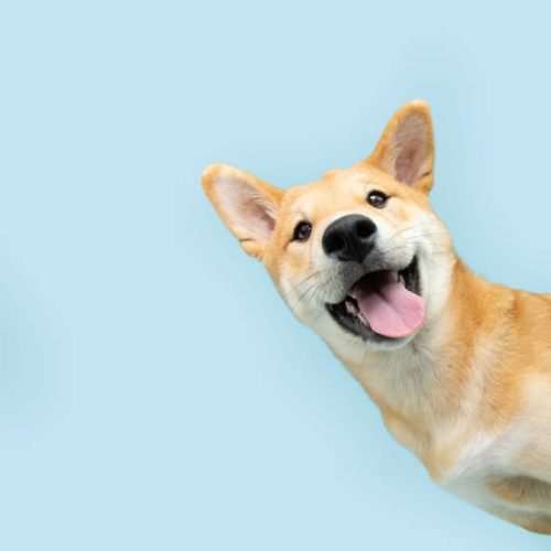 Portrait funny and happy shiba inu puppy dog peeking out from behind a blue banner. Isolated on blue pastel background